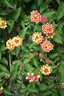 gal/cro 08/_thb_small-IMG_4576.JPG